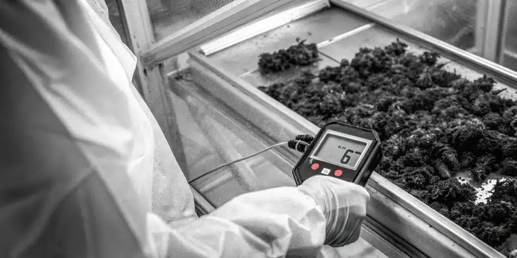 Technician performing moisture testing on drying cannabis buds using a digital water activity meter.