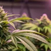 Close-up of a premium cannabis bud growing under purple LED lighting in an indoor cultivation room.