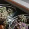 Premium cannabis buds in glass jars showcasing multiple strains during storage and curing.