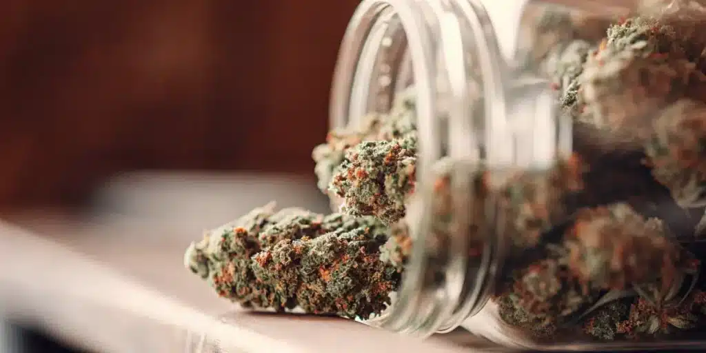 Cured cannabis buds spilling from a glass jar during inspection after proper cannabis curing and storage.