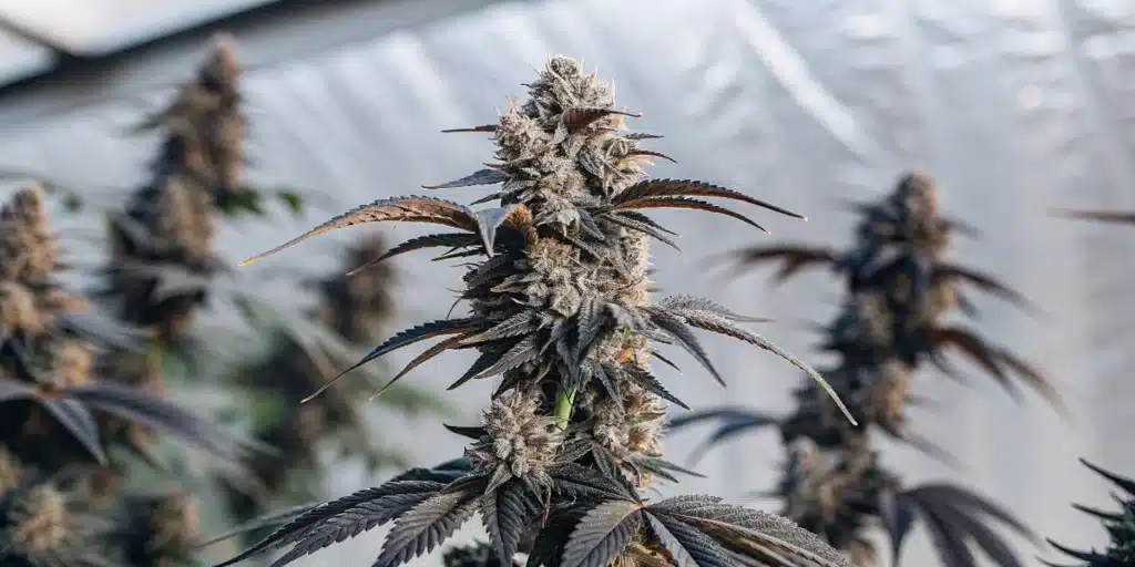 Close-up of a purple cannabis cola covered in trichomes during the final flowering stage.