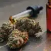 Terpene-rich cannabis buds displayed beside cannabis oil extract bottles and droppers.
