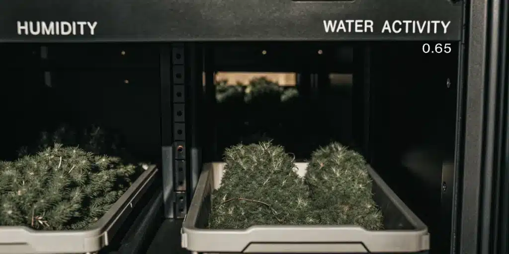 Cannabis flowers stored in a water activity monitoring chamber to verify humidity and curing conditions.
