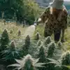 Grower watering flowering cannabis plants in an outdoor garden under natural sunlight.