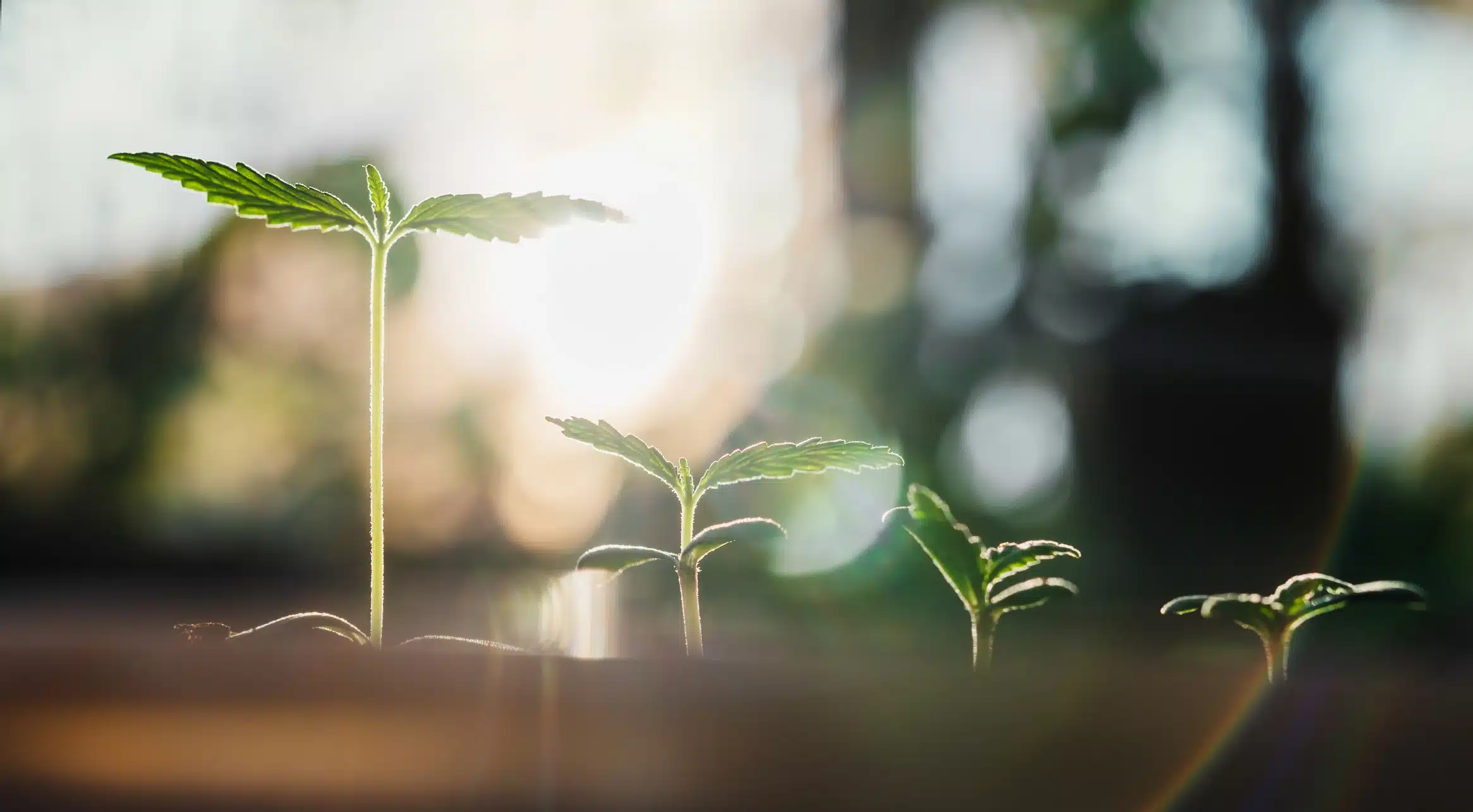 Cannabis seedlings under care