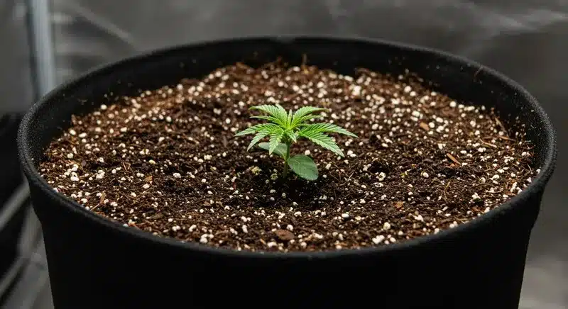 Young Strawberry Banana Autoflower seedling growing in soil, healthy early development typical of fast-flowering autoflowering cannabis plants.