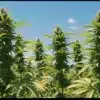 Star Killer x Do-Si-Dos Outdoor Plants: Tall Flowering Colas.