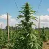 Stardawg Auto Outdoor Plant Tall Central Cola Growth.
