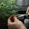 Stardawg Regular Pruning: Indoor Plant Training.