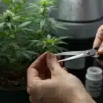 Stardawg Regular Pruning: Indoor Plant Training.