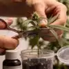 Steve’s Alien OG Cloning: Precise Pruning Technique.