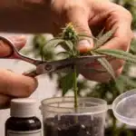 Steve’s Alien OG Cloning: Precise Pruning Technique.