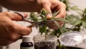 Steve’s Alien OG Cloning: Precise Pruning Technique.