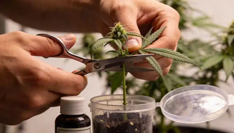 Steve’s Alien OG Cloning: Precise Pruning Technique.