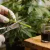 Steve’s Dream Queen Cloning: Clean Cutting Technique.