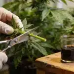 Steve’s Dream Queen Cloning: Clean Cutting Technique.