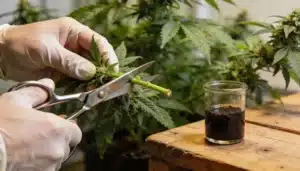 Steve’s Dream Queen Cloning: Clean Cutting Technique.