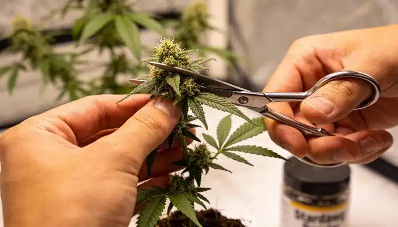 Steve’s Dream Queen cannabis bud, highlighting resin development, careful trimming, and proper plant maintenance during the flowering stage.