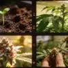Strawberry Banana Autoflower Growth Stages: Seed to Harvest.