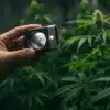Strawberry Banana Cannabis: Plant Health Monitoring.