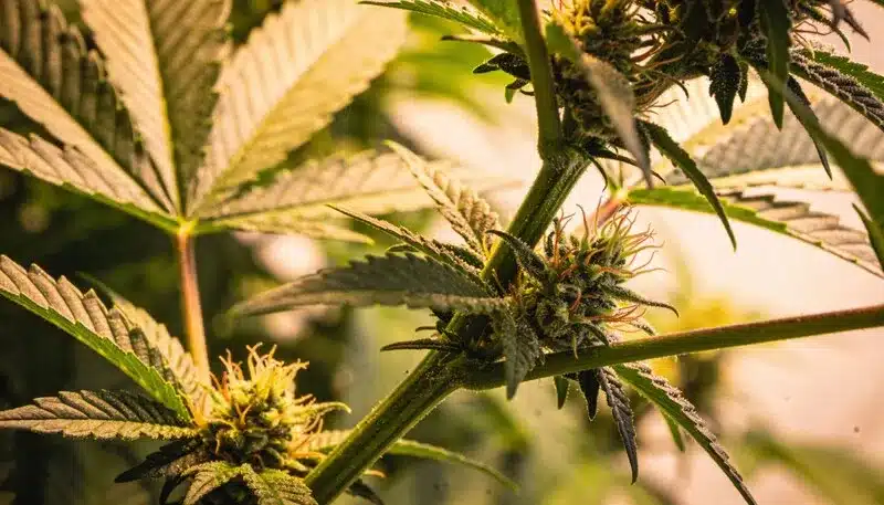 Strawberry Banana Kush Regular showing early flowering sites along the stem, with resin development and healthy green leaves under warm light.