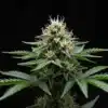 Tangie Purple Punch Cannabis Bud.