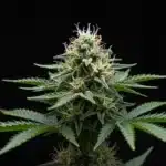 Tangie Purple Punch Cannabis Bud.