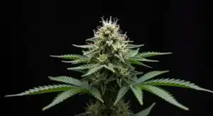 Tangie Purple Punch Cannabis Bud.