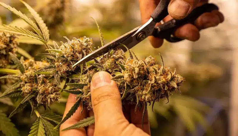 Taskenti cannabis buds being harvested, highlighting dense flowers, resin development, and careful trimming during peak maturity.