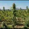 Taskenti Cannabis Plants Growing Outdoors.