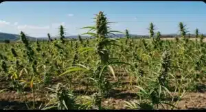 Taskenti Cannabis Plants Growing Outdoors.