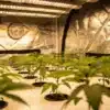 Star Killer Cannabis Plants: Early Indoor Growth Under LEDs.