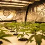 Star Killer Cannabis Plants: Early Indoor Growth Under LEDs.