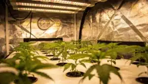Star Killer Cannabis Plants: Early Indoor Growth Under LEDs.