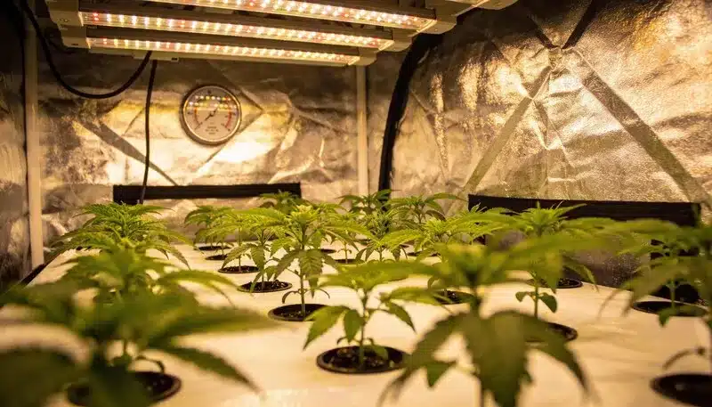 Star Killer Cannabis Plants: Early Indoor Growth Under LEDs.