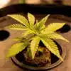 Strawberry Banana Kush Regular young plant growth.