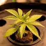Strawberry Banana Kush Regular young plant growth.