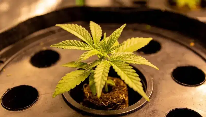 Strawberry Banana Kush Regular young plant growth.