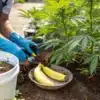 Gardener applying homemade banana peel fertilizer around cannabis plants in an outdoor garden.