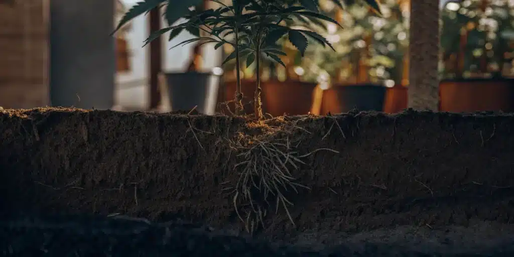 Cannabis seedling with buried stem developing new roots beneath the soil surface.