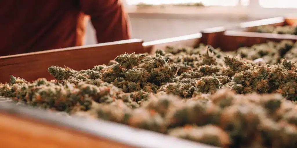 Cannabis Bud Drying Process After Harvest