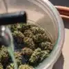 Freshly harvested cannabis buds being washed during the post-harvest cleaning process.