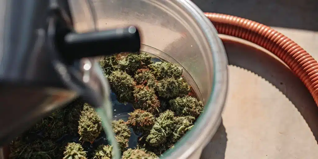 Freshly harvested cannabis buds being washed during the post-harvest cleaning process.