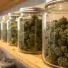 Cannabis Buds Curing in Glass Jars
