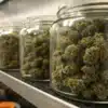 Cannabis Buds Curing in Glass Storage Jars