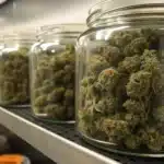 Cannabis Buds Curing in Glass Storage Jars