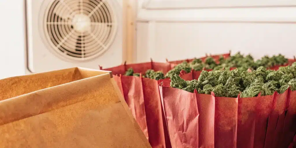 Cannabis Buds Drying in Paper Bags
