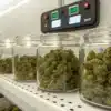 Cannabis Curing Jars with Environmental Monitoring