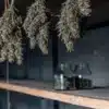 Cannabis buds hanging in a drying room with glass jars on shelves during the post-harvest curing process.