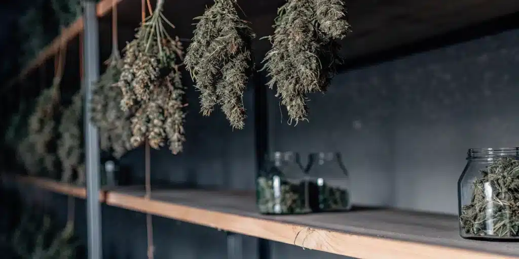 Cannabis buds hanging in a drying room with glass jars on shelves during the post-harvest curing process.
